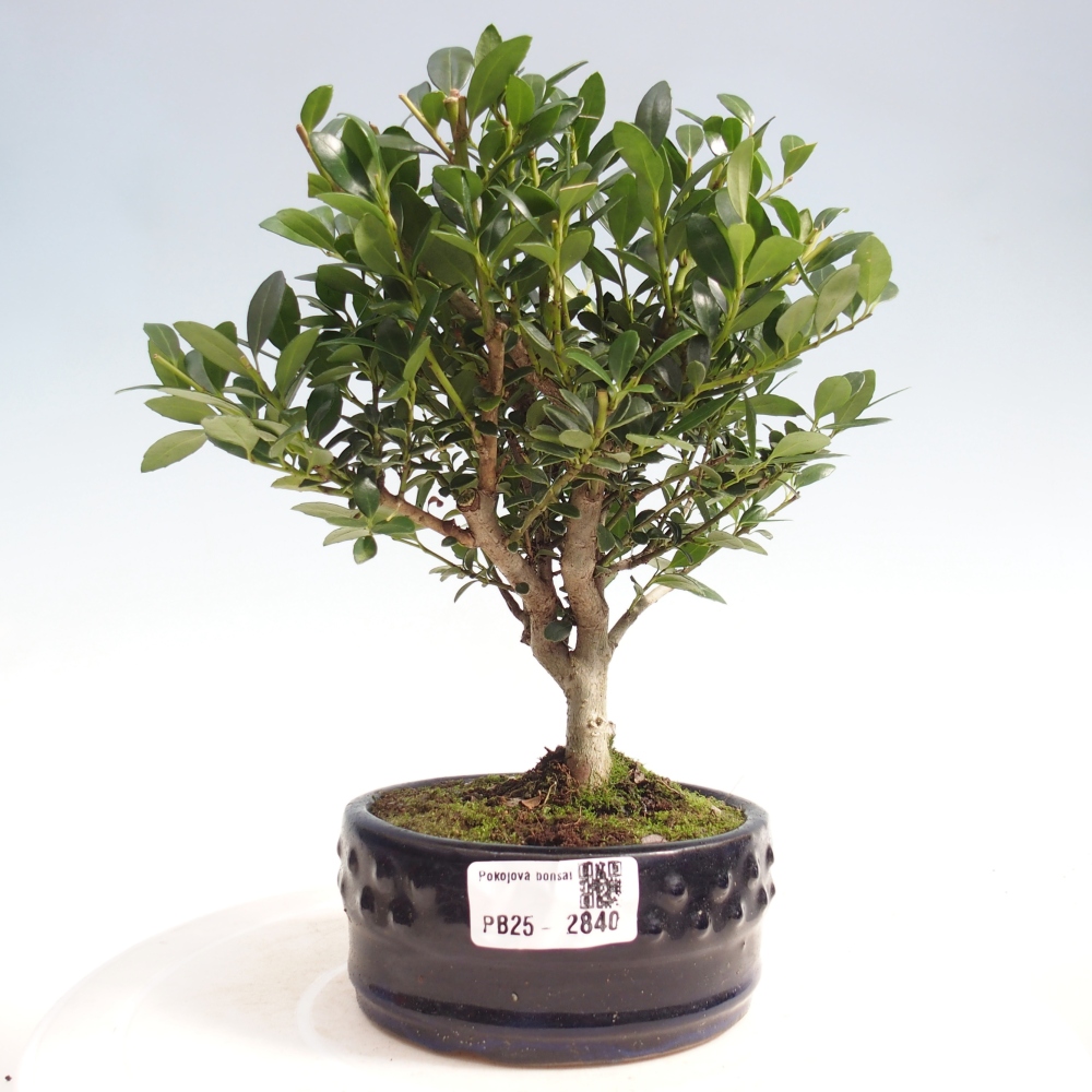 Izbová bonsai - Ilex crenata - Cezmína