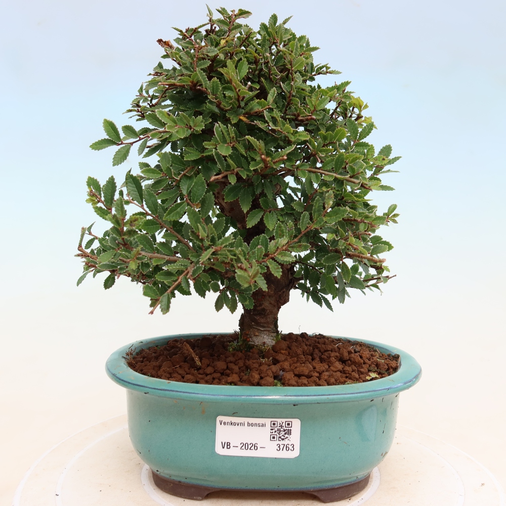 Vonkajšie bonsaje - Zelkova - Zelkova NIRE