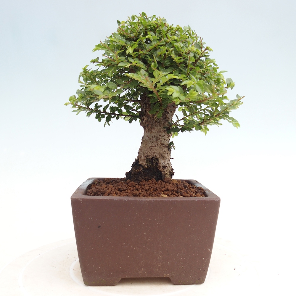 Vonkajší bonsai - Ulmus parvifolia Hokkaido - brest Čínsky