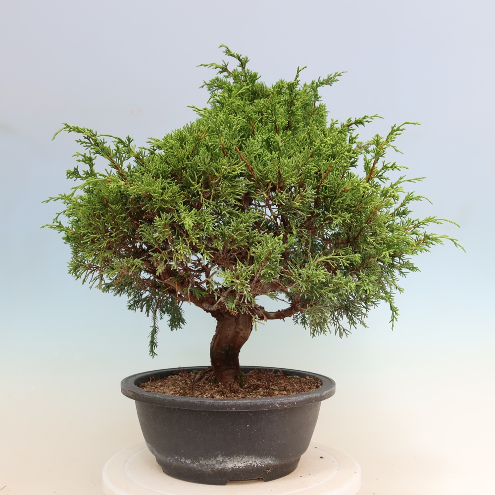 Vonkajší bonsai – Juniperus chinensis Itoigawa – čínsky jalovec