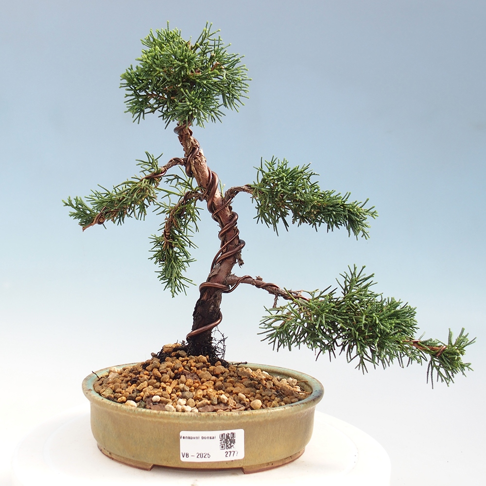 Vonkajší bonsai - Juniperus chinensis Kishu -Jalovec čínsky