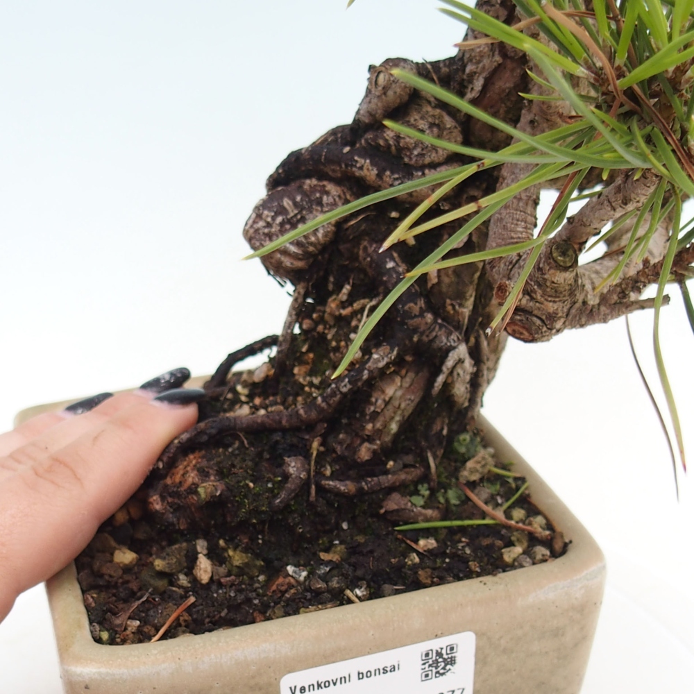 Vonkajší bonsai - Pinus thunbergii - Borovica thunbergova