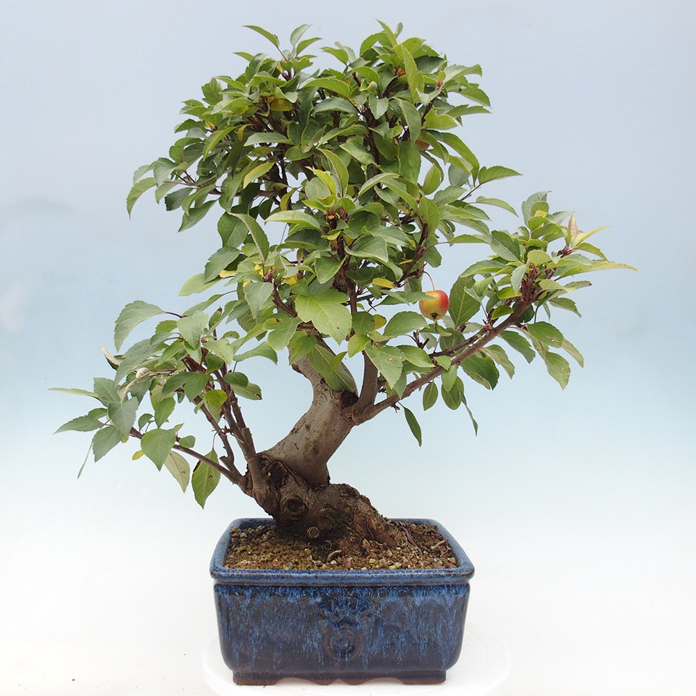Vonkajší bonsai -Malus halliana - Maloplodá jabloň