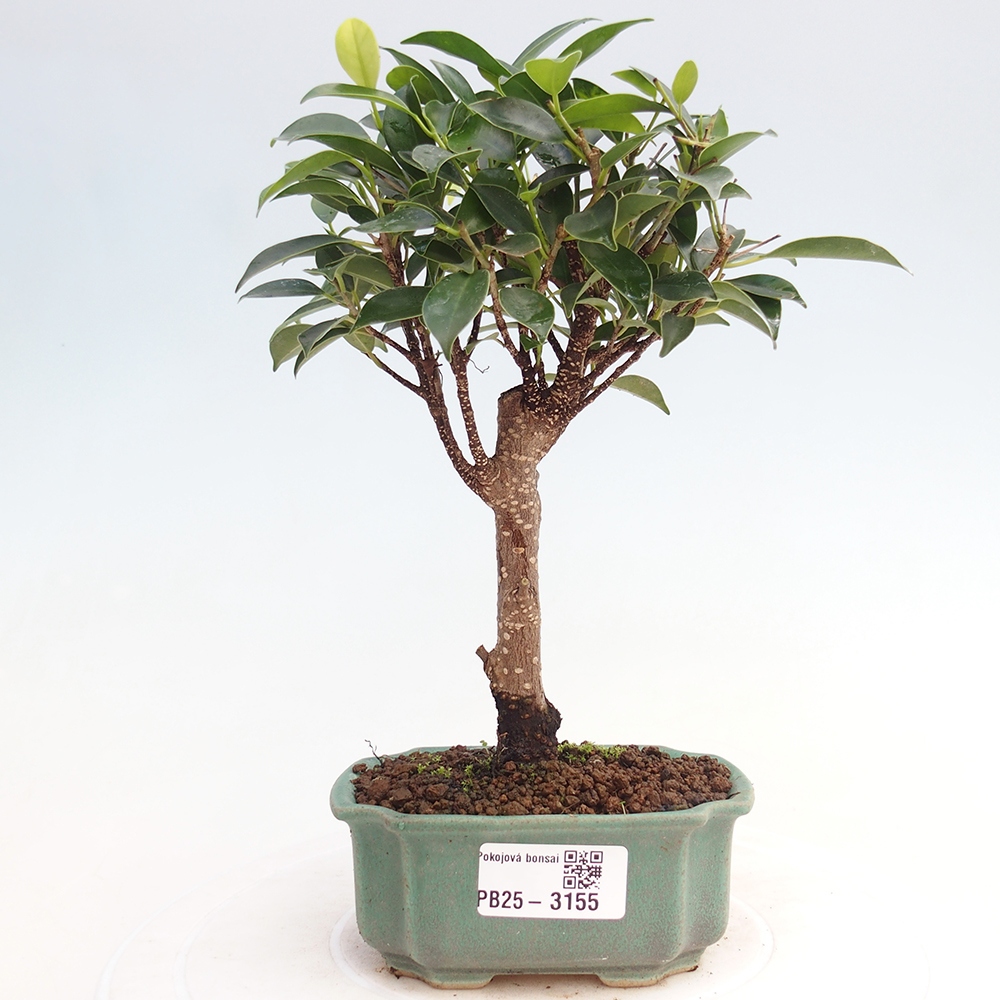Izbové bonsaje Ficus retusa kimmen
