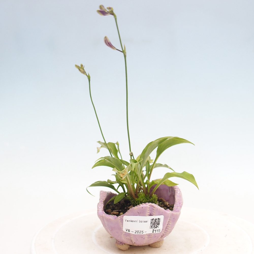 Vonkajšie bonsai - Mini Hosta - Bohyška