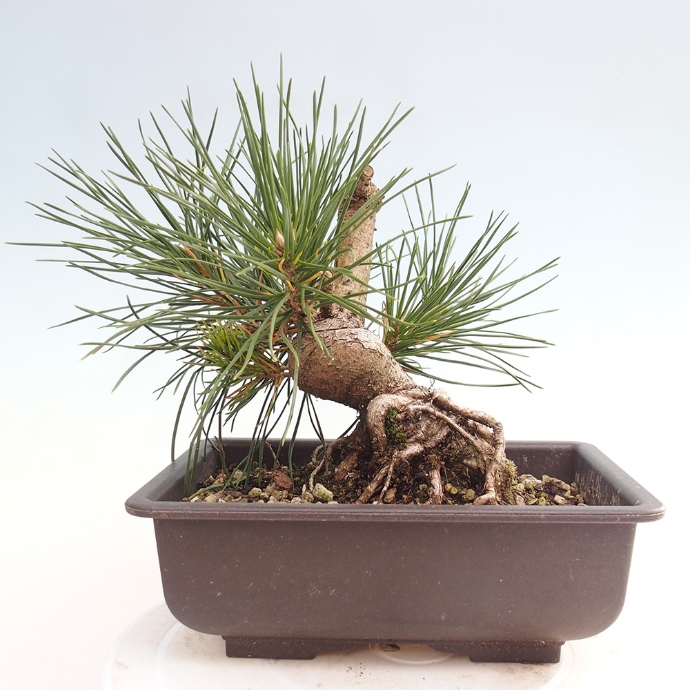 Vonkajšie bonsaje - Pinus thunbergii - borovica Thunbergova