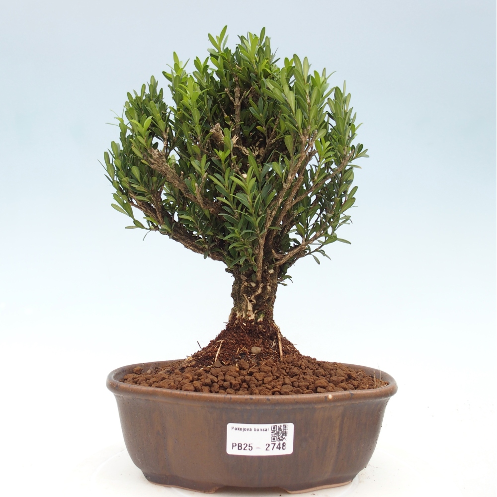 Izbová bonsai - Buxus harlandii - korkový buxus