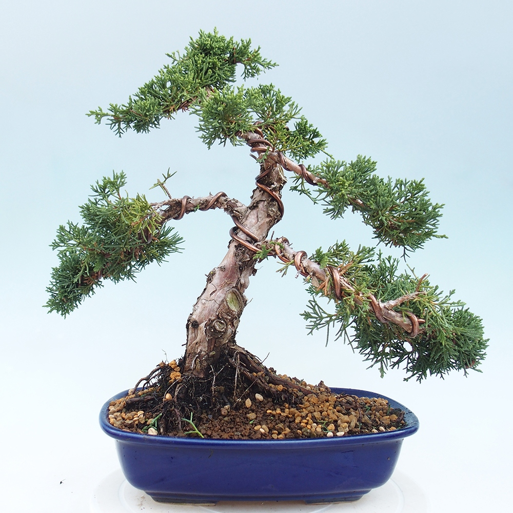 Vonkajšie bonsai - Juniperus chinensis Kishu -Jalovec čínsky