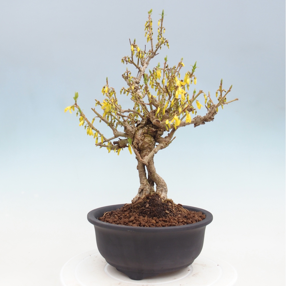 Vonkajšie bonsaje - Zlatice - Forsythia koreana