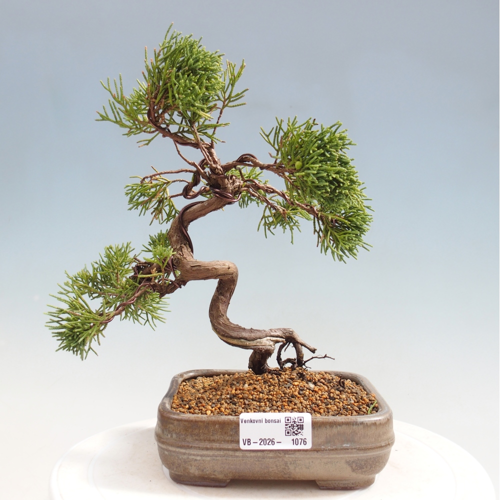 Vonkajší bonsaj - Juniperus chinensis Kishu