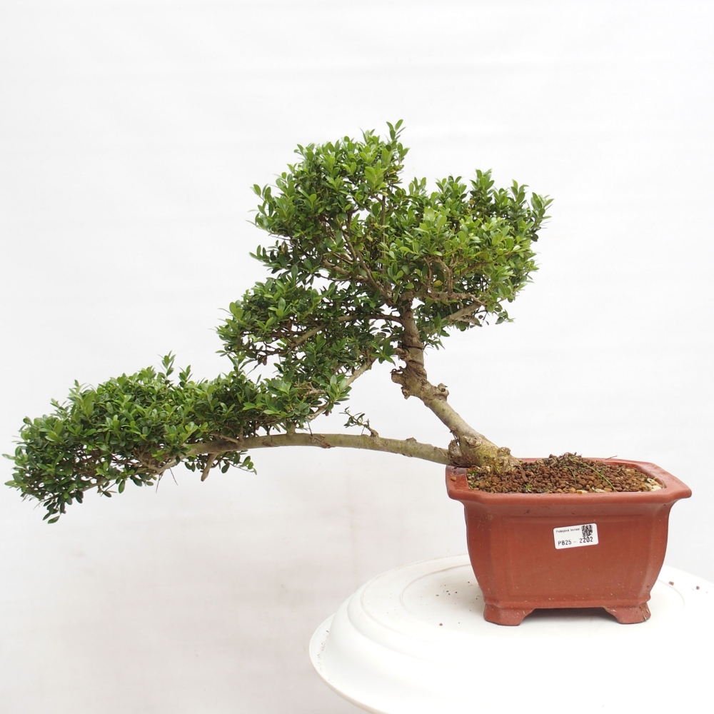 Izbová bonsai - Ilex crenata - Cezmína
