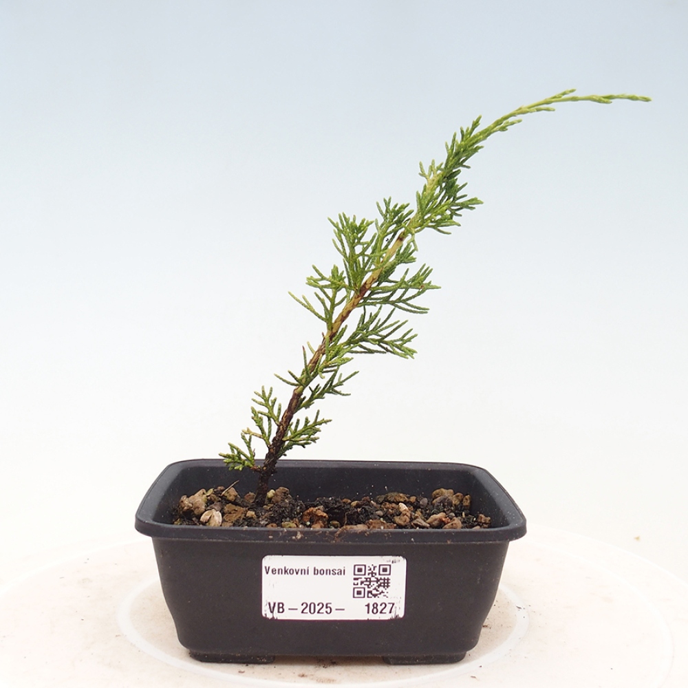 Vonkajší bonsai - Juniperus chinensis Itoigawa -Jalovec čínsky