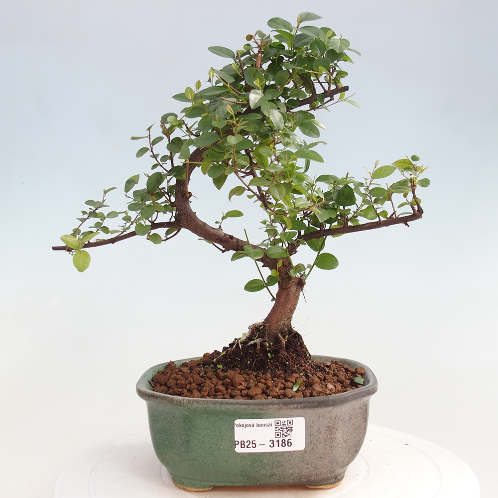 Izbová bonsai - Sagerécia thea - Sagerécia thea