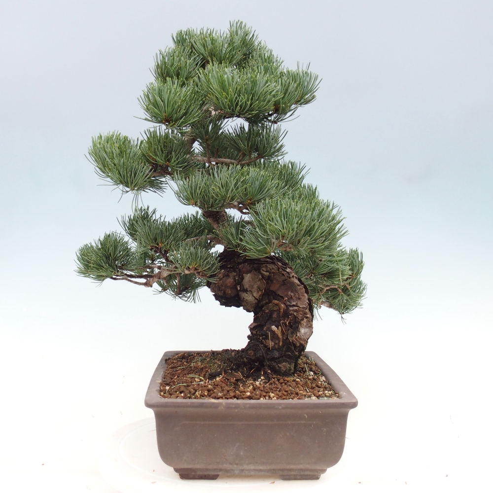 Vonkajšie bonsai - Pinus parviflora - Borovica drobnokvetá