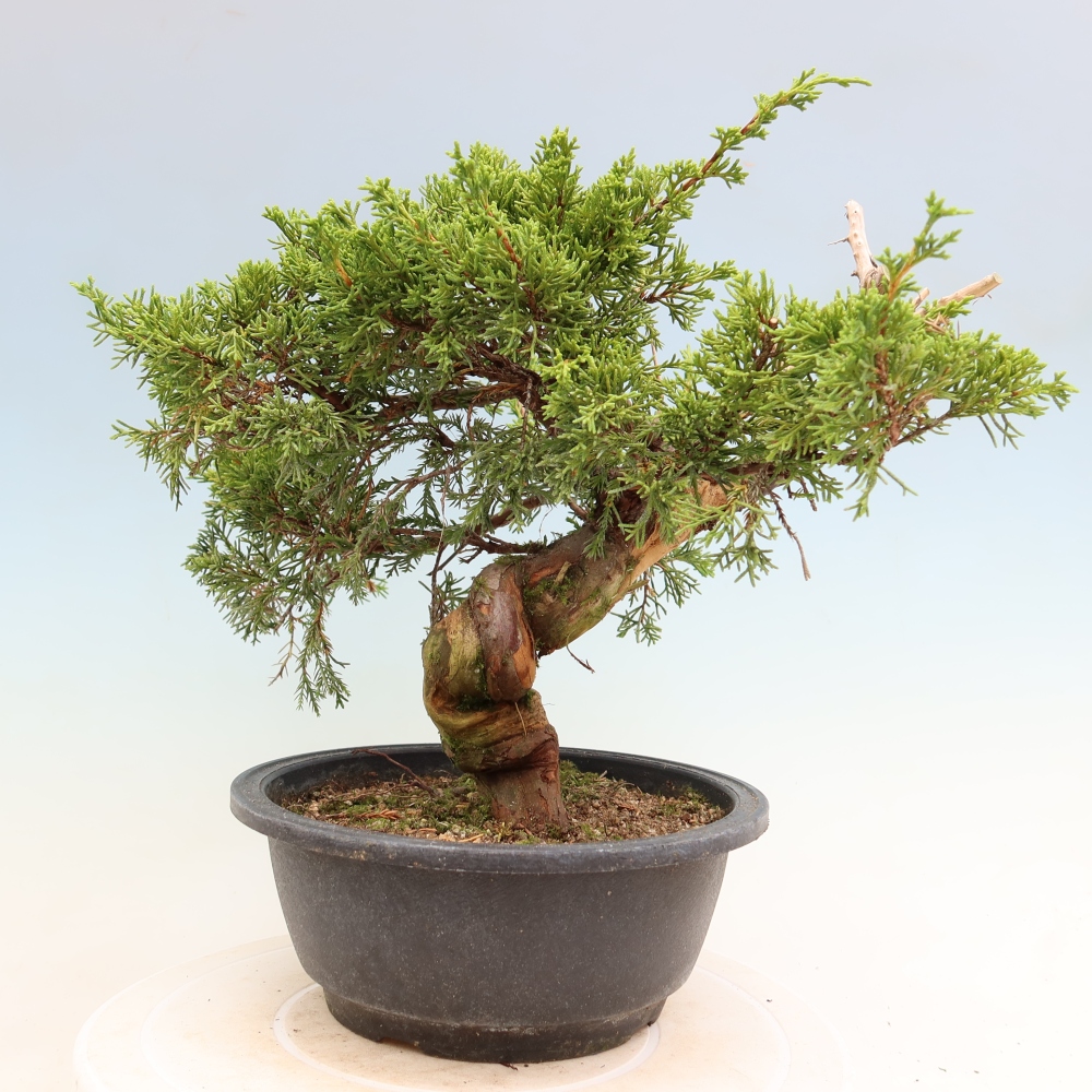 Vonkajší bonsai – Juniperus chinensis Itoigawa – čínsky jalovec