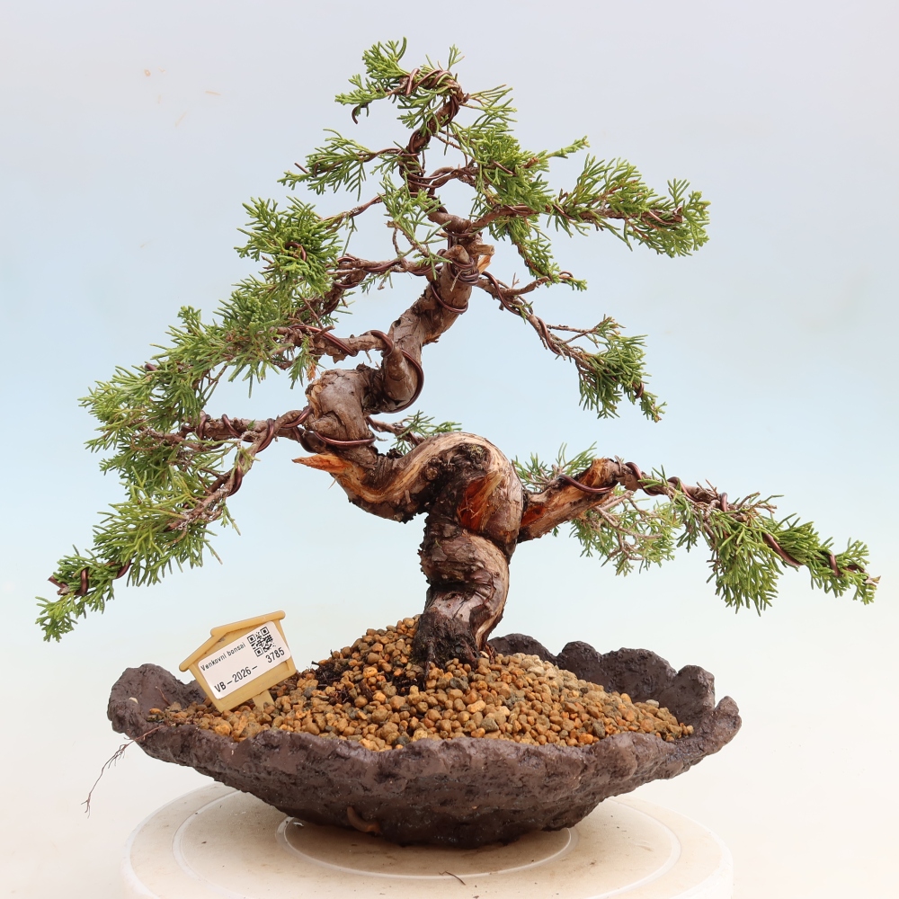 Vonkajší bonsai – Juniperus chinensis Itoigawa – čínsky jalovec
