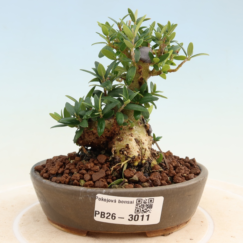 Izbový bonsaj - Olea europaea sylvestris