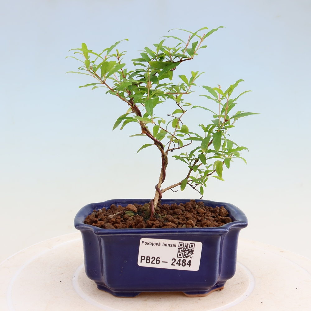 Izbový bonsaj-PUNICA granatum nana-Granátové jablko