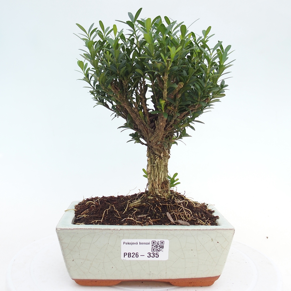 Izbové bonsaje - Buxus harlandii - korkový buxus