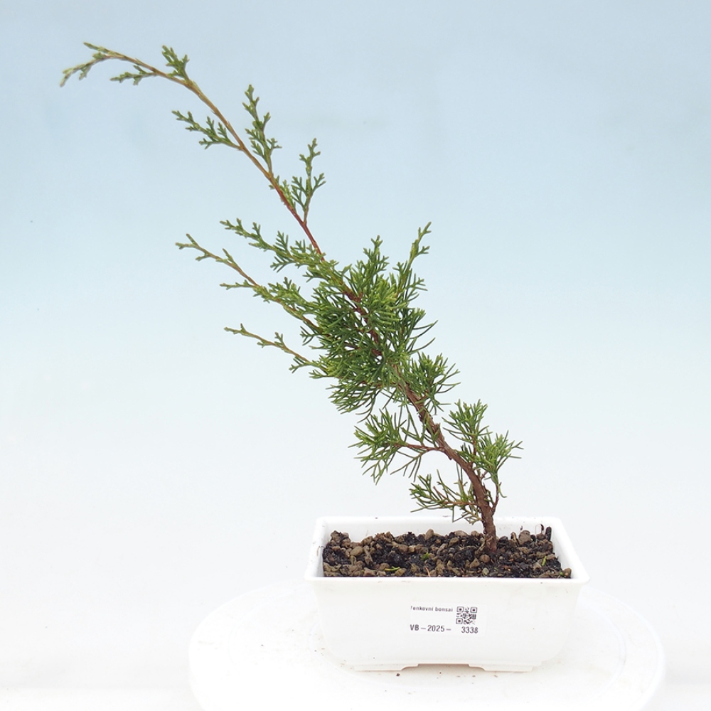 Vonkajší bonsai - Juniperus chinensis Itoigawa -Jalovec čínsky