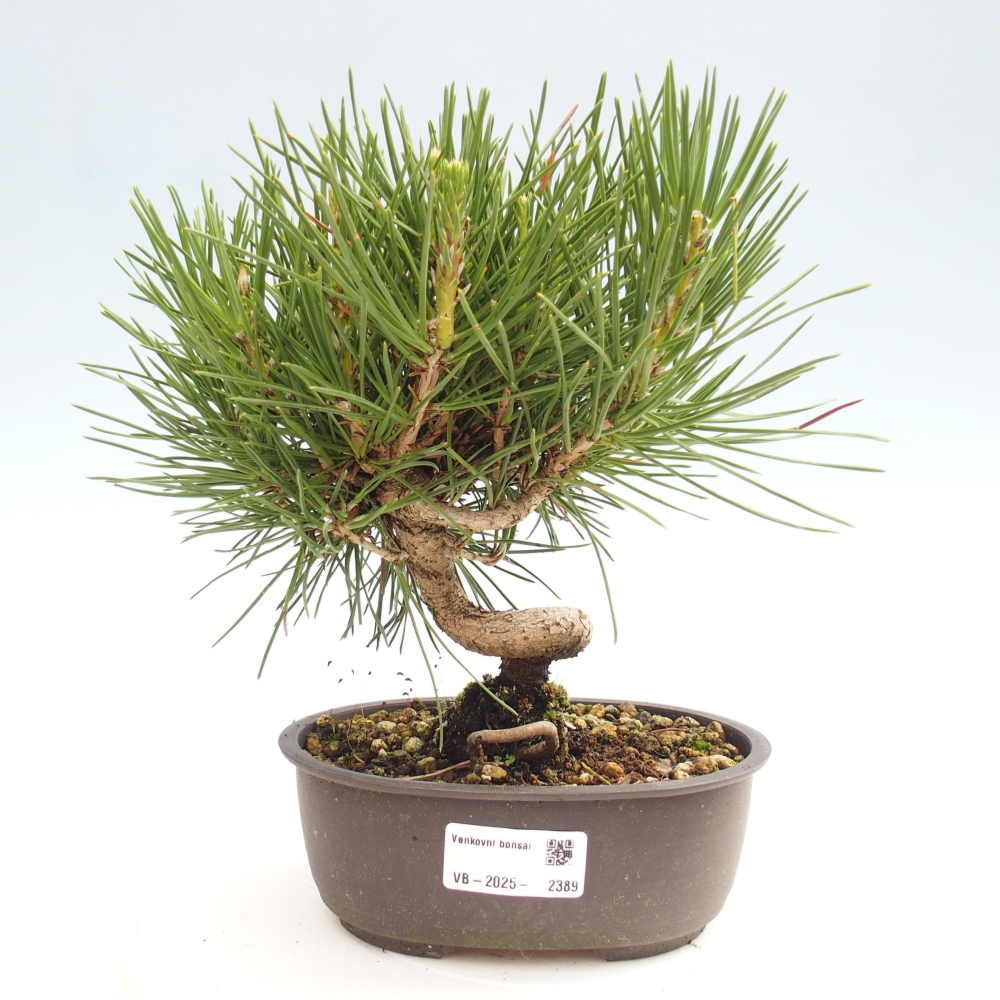 Vonkajší bonsai - Pinus thunbergii - Borovica thunbergova