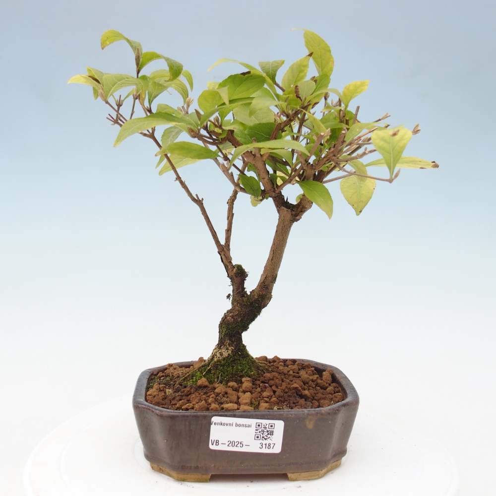 Vonkajšia bonsai - krásnoplodka - Callicarpa jap. Leucocarpa