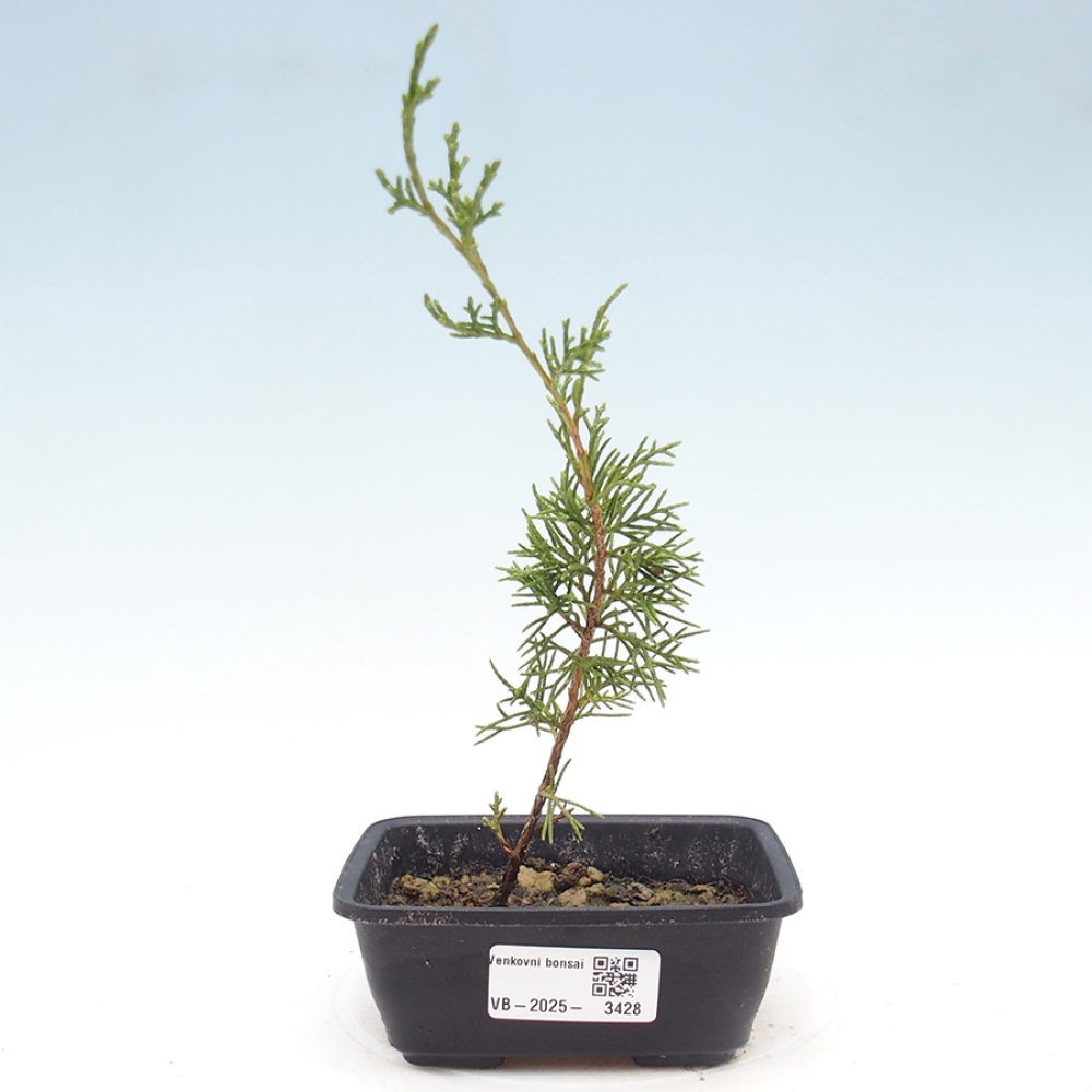 Vonkajší bonsaj - Juniperus chinensis Itoigawa