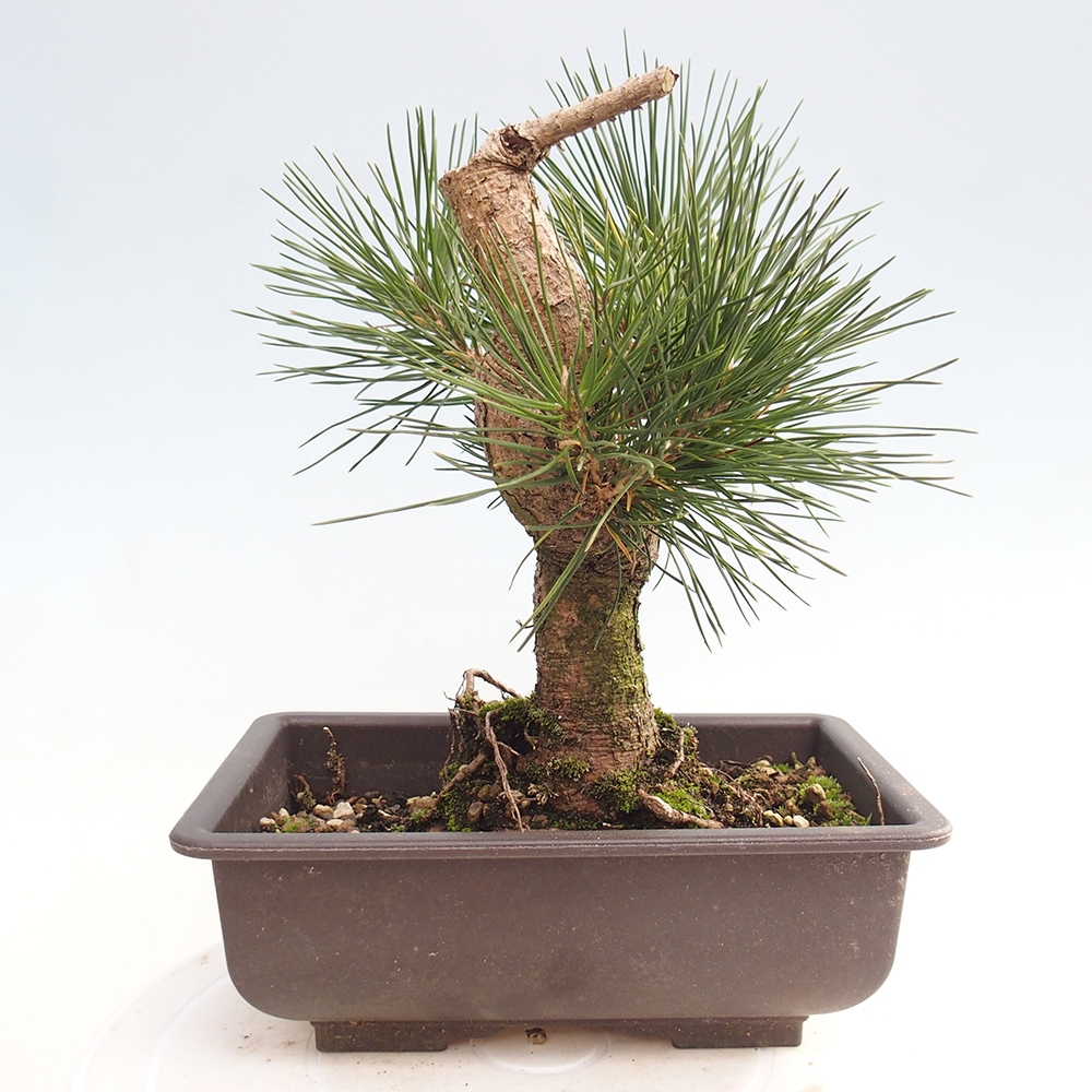 Vonkajšie bonsaje - Pinus thunbergii - borovica Thunbergova