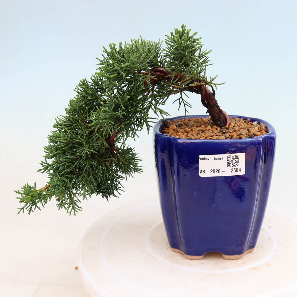 Vonkajší bonsaj - Juniperus chinensis Kishu