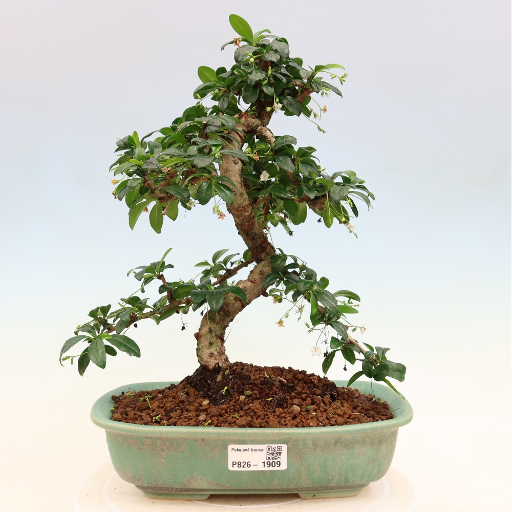 Izbové bonsaje - Carmona macrophylla - Tea fuki