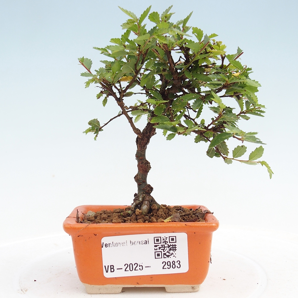 Vonkajší bonsai - Ulmus parvifolia Sagei - Malolistý brest