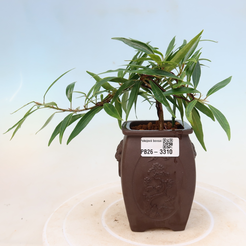 Izbové bonsaje - Ficus nerifolia - fíkus drobnolistý