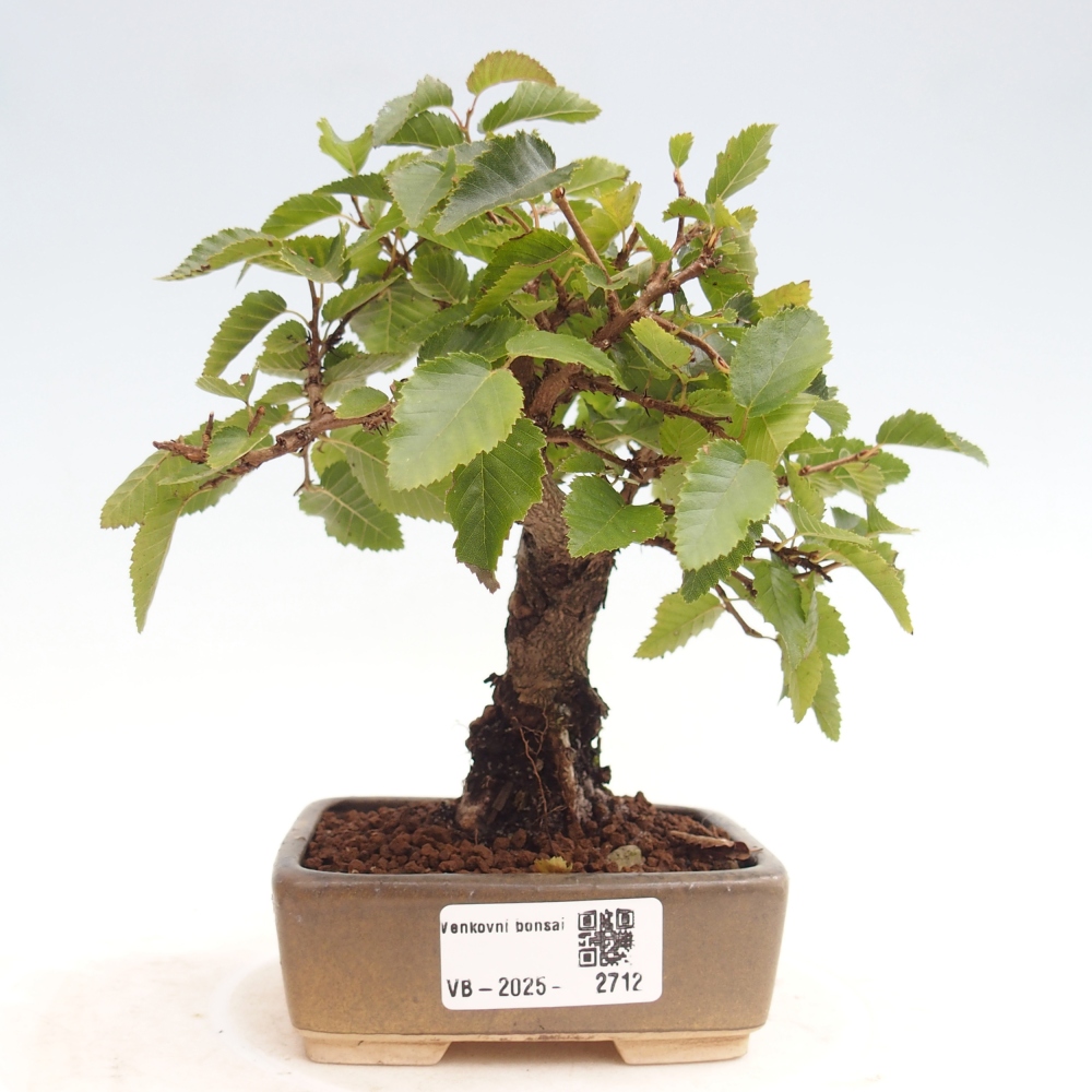 Vonkajší bonsai -Carpinus CARPINOIDES - Hrab kórejský