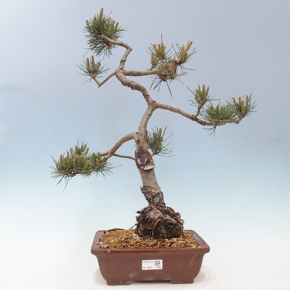 Vonkajšie bonsai - Pinus Sylvestris - Borovica lesná