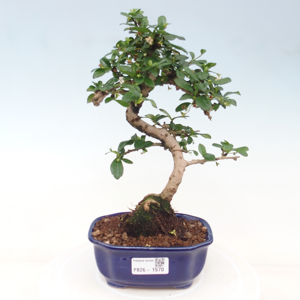 Izbové bonsaje - Carmona macrophylla - Tea fuki