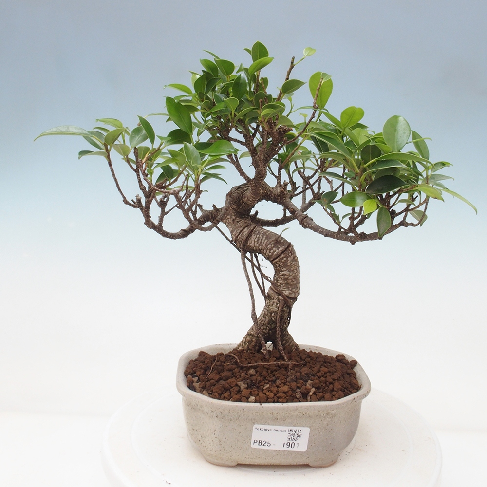 Izbová bonsai - Ficus retusa - malolistá fikus