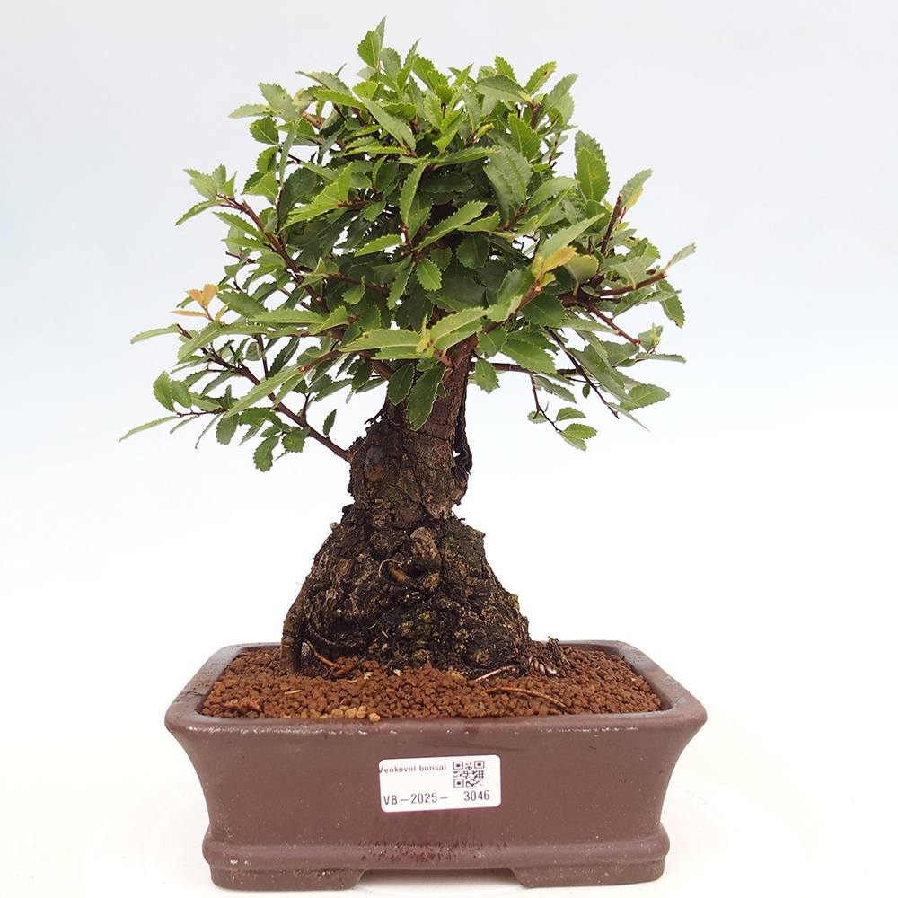 Vonkajšie bonsai - Zelkova - Zelkova serrata
