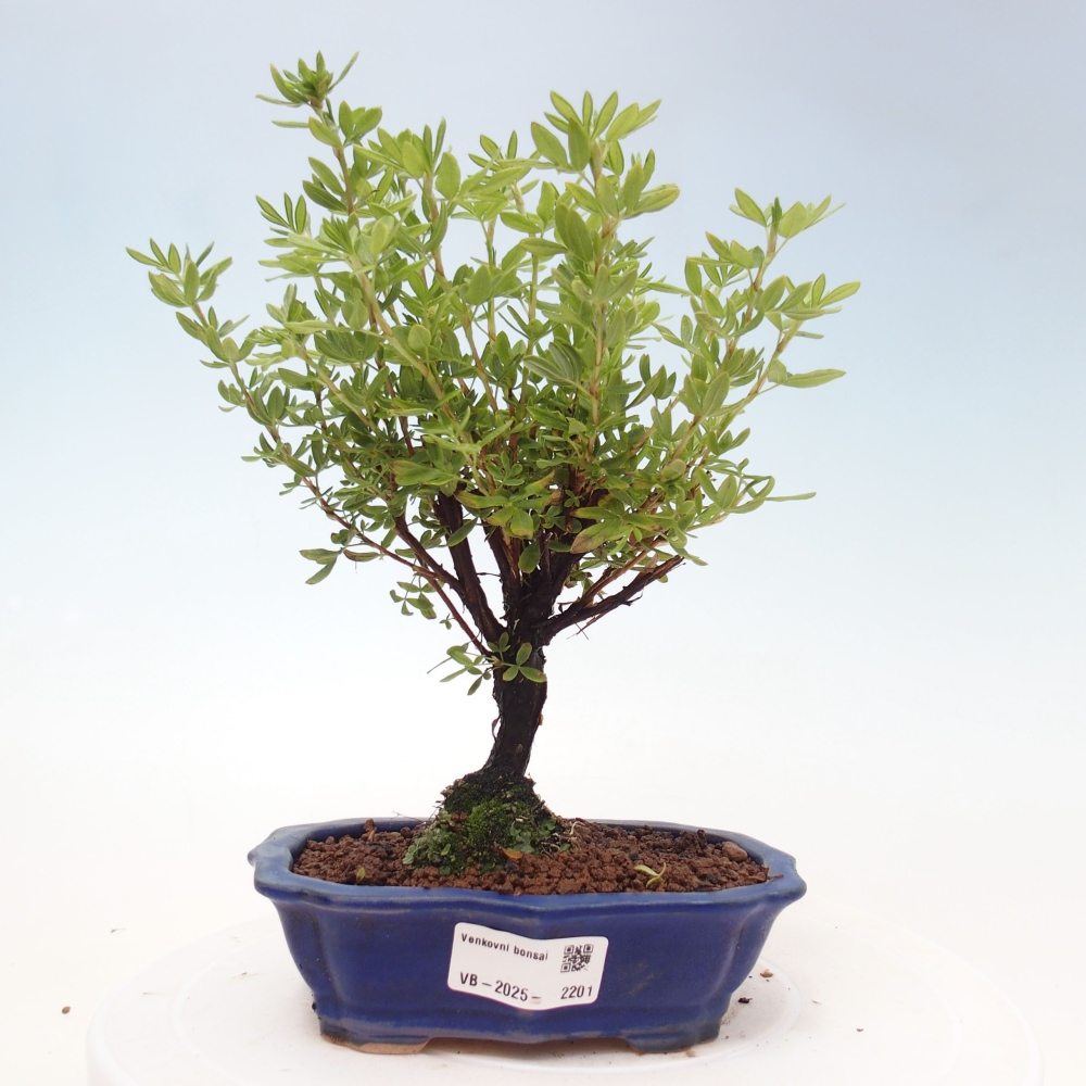 Vonkajšia bonsai-Nátržník krovitá - potentila fruticosa yellow Bird