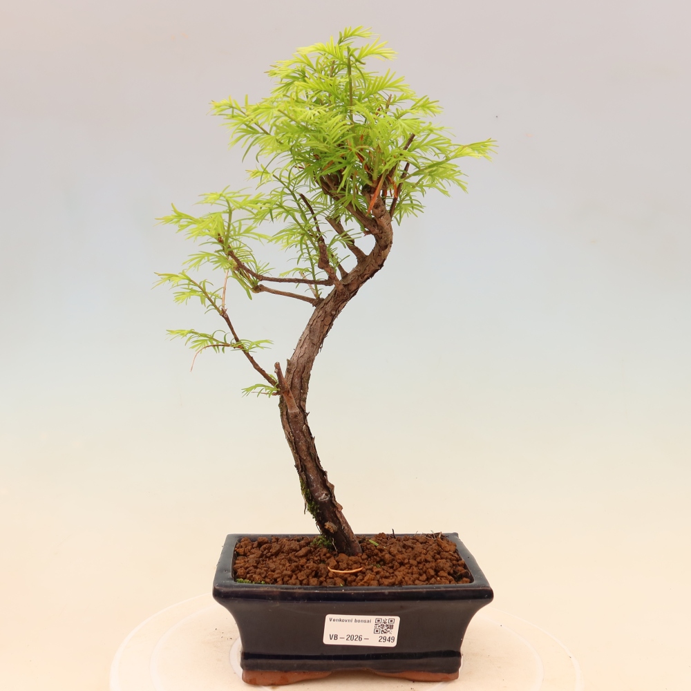 Vonkajšie bonsaje - Metasequoia glyptostroboides - čínska metasekvoja