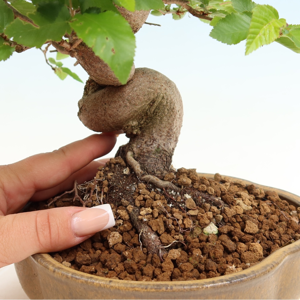 Vonkajší bonsaj -Carpinus coreana - Hrab kórejský