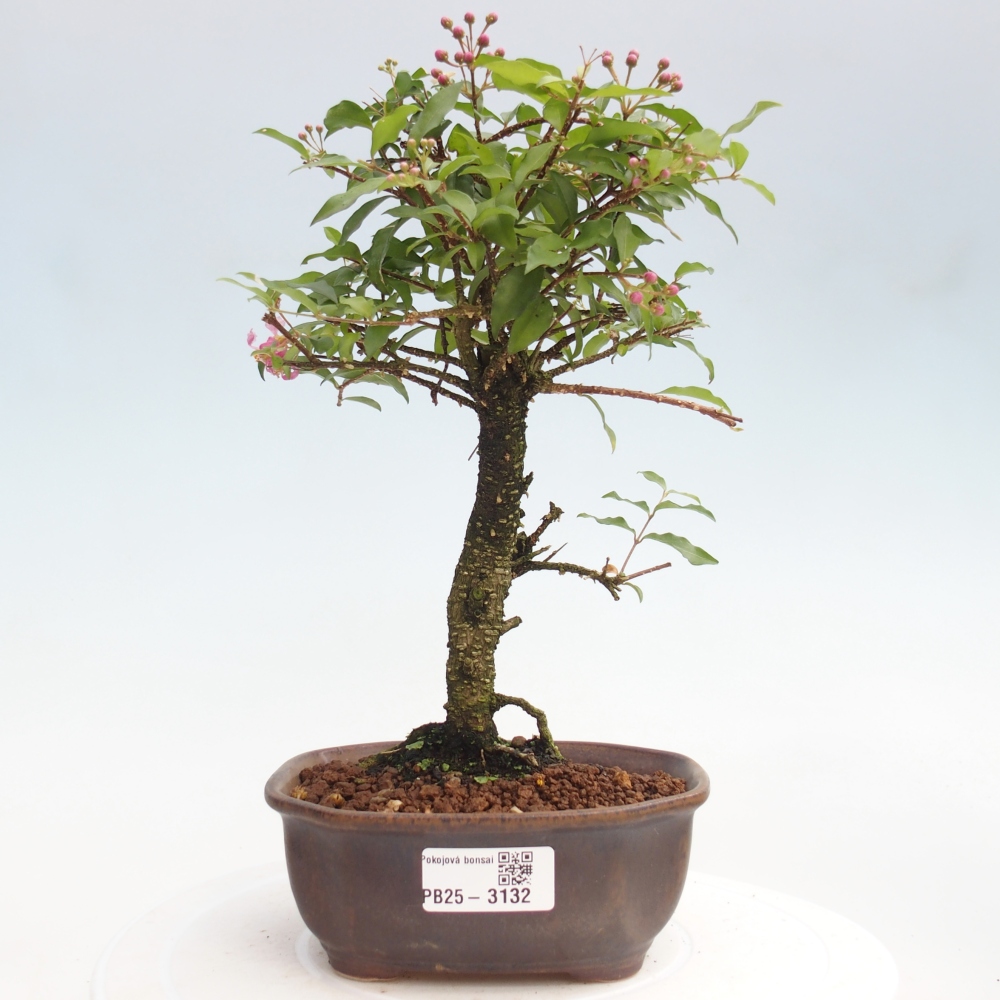 Izbová bonsai - Malpighia coccigera- Barbdorská čerešňa