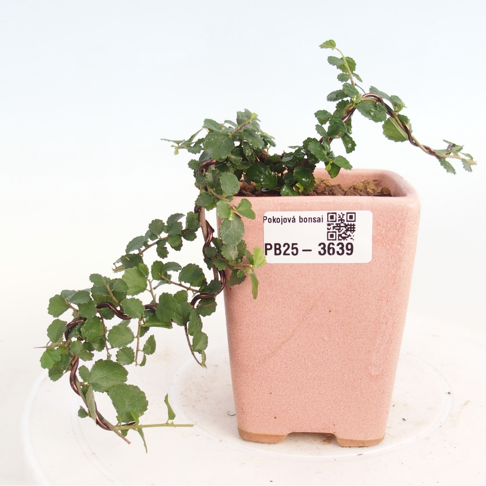 Izbový bonsaj - Grewia sp. - Grewia malafolia