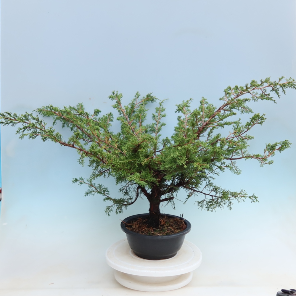 Vonkajší bonsai – Juniperus chinensis Itoigawa – čínsky jalovec