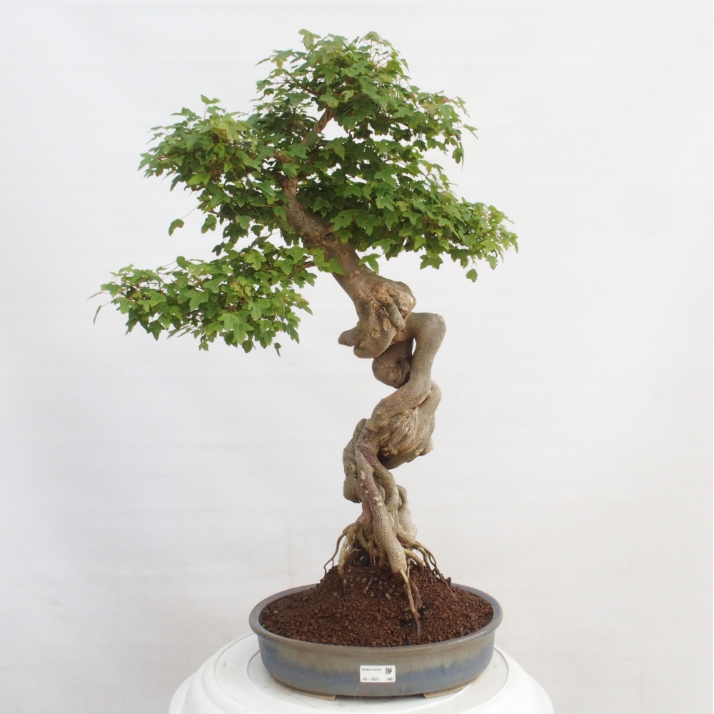 Vonkajšie bonsai - Javor Buergerianum - Javor Burgerův