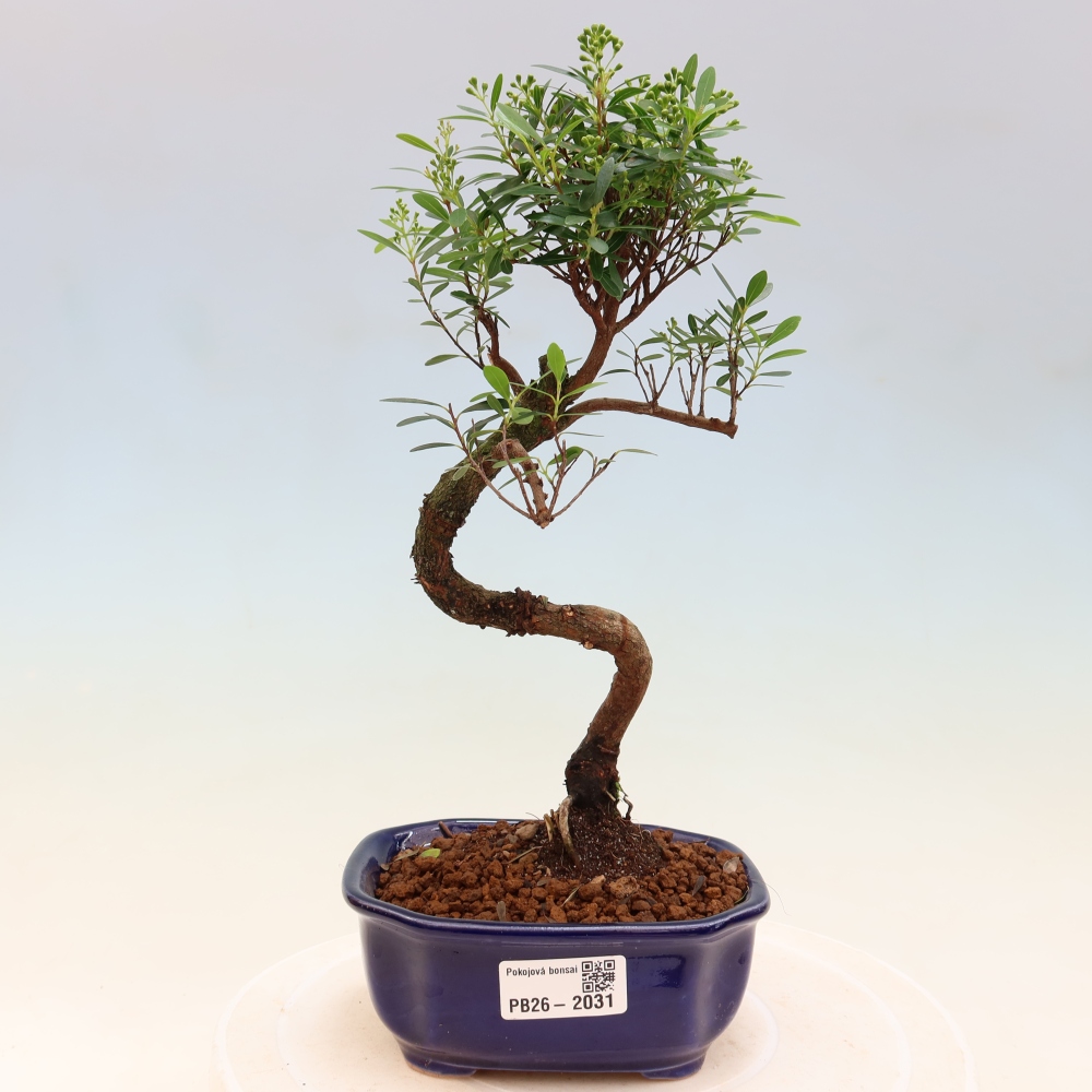 Izbové bonsaje - Syzygium - Pimento
