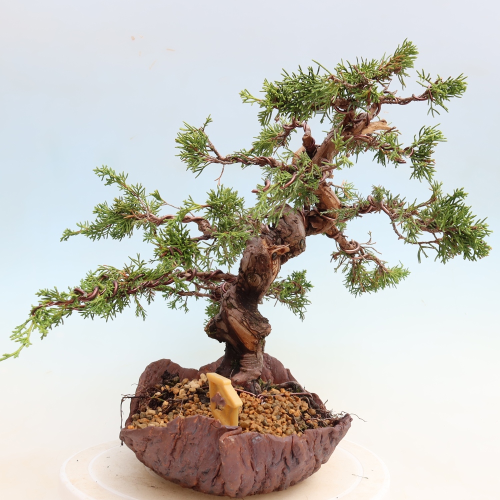 Vonkajší bonsai – Juniperus chinensis Itoigawa – čínsky jalovec