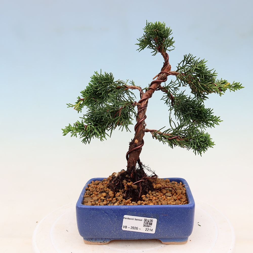 Vonkajší bonsaj - Juniperus chinensis Kishu