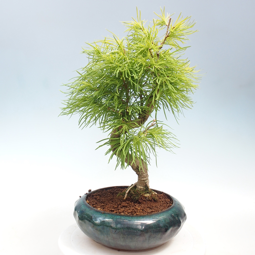 Vonkajší bonsai - Pamodrín - Pseudolarix amabis
