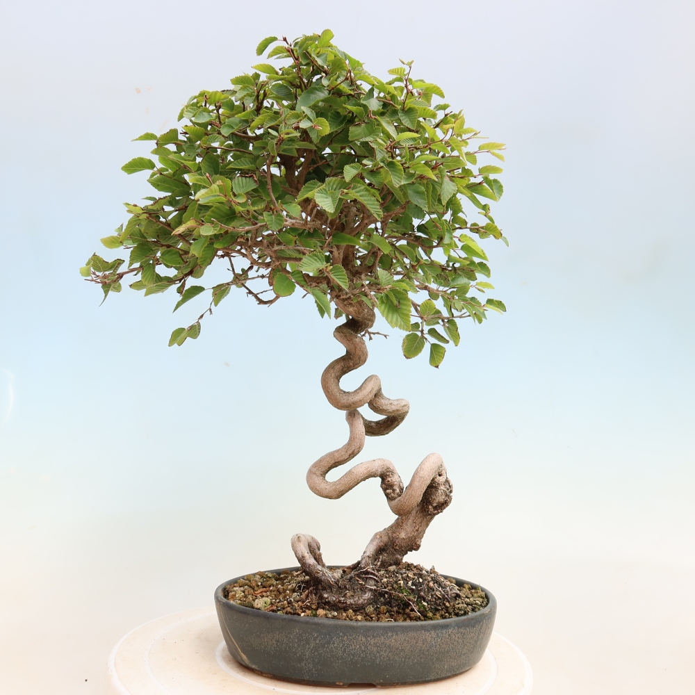 Vonkajšie bonsaje -Carpinus CARPINOIDES - Hrab kórejský
