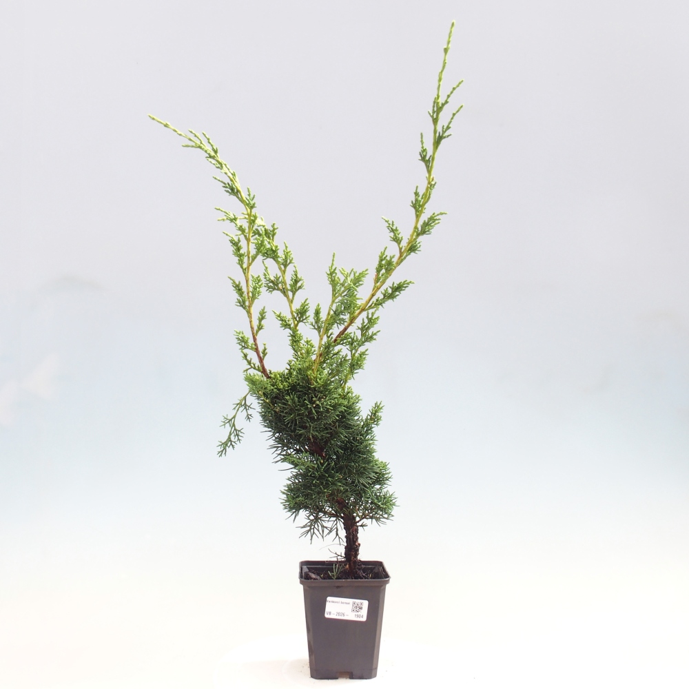 Vonkajší bonsaj - Juniperus chinensis Kishu